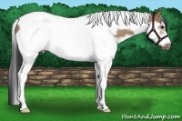 Horse Color:Bay Dun Splash Tobiano Frame 