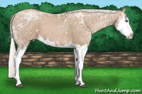 Horse Color:White Spotted Silver Black Ice Pearl Sabino Splash 