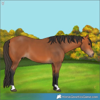 Horse Color:Bay 