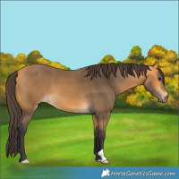 Horse Color:Unknown 