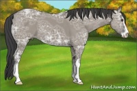 Horse Color:Smoky Grullo Ice Sabino 