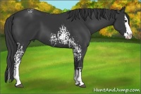 Horse Color:White Spotted Black Splash 