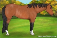 Horse Color:Bay Rabicano