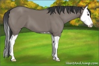 Horse Color:Grullo Splash 