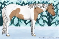 Horse Color:Silver Bay Dun Tobiano 