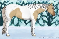 Horse Color:Silver Bay Dun Tobiano 