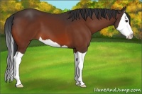 Horse Color:Bay Splash 