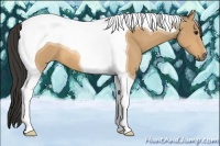 Horse Color:Buckskin Tobiano