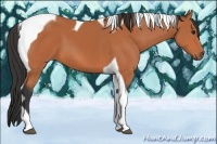 Horse Color:Bay Tobiano 