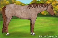 Horse Color:Red Roan 
