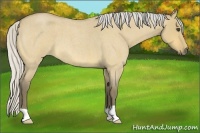 Horse Color:Silver Buckskin Roan Dun 