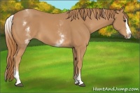 Horse Color:White Spotted Chestnut Splash 