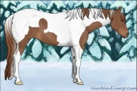 Horse Color:Chestnut Tobiano