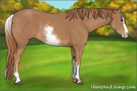 Horse Color:White Spotted Chestnut Splash