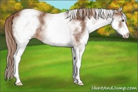 Horse Color:White Spotted Chestnut 