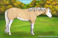 Horse Color:Silver Amber Champagne Splash
