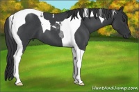 Horse Color:Blue Roan Tobiano 