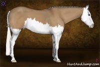 Horse Color:Silver Bay Dun Sabino Splash 
