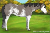 Horse Color:White Spotted Grullo Splash 