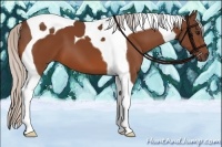 Horse Color:Silver Bay Tobiano