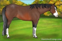 Horse Color:Bay Roan Splash 