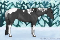 Horse Color:Smoky Black Tobiano 