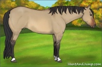 Horse Color:Bay Roan Dun