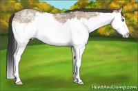 Horse Color:Buckskin Ice Dun Sabino Splash 