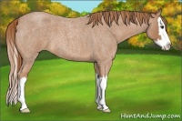 Horse Color:Red Roan Splash 