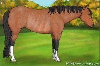 Horse Color:Bay Rabicano 