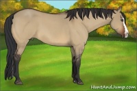 Horse Color:Bay Roan Dun Splash 