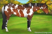Horse Color:White Spotted Bay 