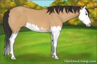 Horse Color:Bay Dun Sabino Splash