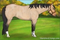 Horse Color:Bay Roan Dun