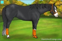 Horse Color:Black Splash 