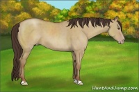 Horse Color:Classic Champagne Dun 