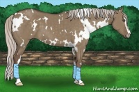 Horse Color:White Spotted Silver Grullo Sabino 