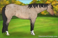 Horse Color:Bay Roan Dun 