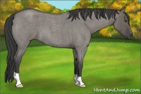 Horse Color:Smoky Grullo Roan 