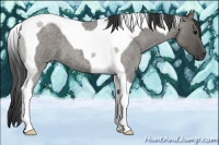 Horse Color:Grullo Roan Tobiano 