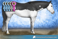 Horse Color:Black Splash Frame 