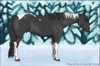 Horse Color:Smoky Black Tobiano 