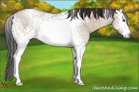 Horse Color:White Spotted Bay Dun Sabino 