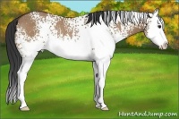 Horse Color:White Spotted Bay Dun Splash Rabicano