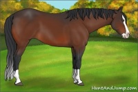 Horse Color:Bay Splash 