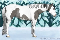 Horse Color:Grullo Splash Tobiano Rabicano