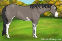 Horse Color:Grullo Sabino 