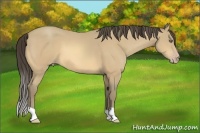 Horse Color:Amber Cream Champagne 