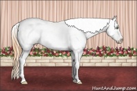 Horse Color:Classic Champagne Pearl Sabino Appaloosa 