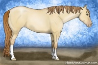 Horse Color:Red Dun Pearl